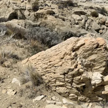 bosque-petrififcado-3